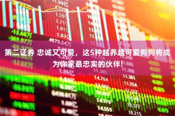 第二证券 忠诚又可爱，这5种越养越可爱狗狗将成为你家最忠实的伙伴!